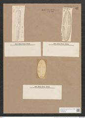 Navicula divergens (W.Sm.) Ralp. (de-Toni-Nr.: Genus 1, Species 27) Zeichnungen Sammlung Grunow Nr. 67 (NHMW-BOT-W0366266)